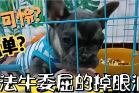 小法牛＂锅锅＂来了：被主人关在笼子里面，竟然委屈的掉眼泪?视频封面