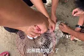 乡下民间兽医给猫狗做节育有多快？一分钟不到就解决了，只收包烟