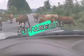 省道234上沿途的风景，群牛漫步视频封面