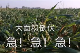 白露十小时的风雨使玉米大面积倒伏，四项措施尽快挽回损失