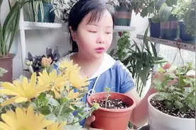 繁殖菊花，用这种方法，成功率100%视频封面