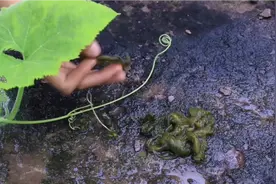 夏季雨后美食——地木耳！炒一盘泡椒地木耳，尝尝高于鸡蛋的营养