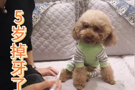 5岁的小泰迪掉牙了，麻麻心疼死了，到底该咋办呀！视频封面