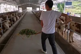 看看100头四代牛一天吃多少斤皇竹草，一头最大1000斤，价格30000视频封面
