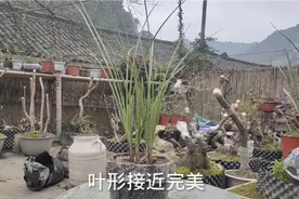 好久没有分享兰花啦，今天分享一棵“高叶慧兰”叶高90视频封面