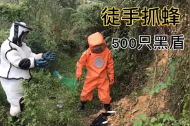 老表买60度高度酒，抓蜂直接丢进酒瓶里，听说喝了可以去湿气哦视频封面