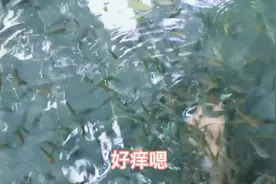 脚板死皮太多，来鱼疗一下，痒的有点受不了。视频封面