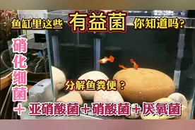 鱼缸里的硝化细菌能分解鱼便？成功建立硝化系统，才能有良好水质视频封面