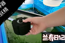 小鱼苗开过滤会被吸死 用上这个育苗神器 轻松解决问题 还能加氧视频封面