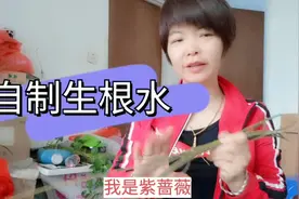 教你不花钱，用柳枝自制生根水，生根快又多，比买的还好用！视频封面