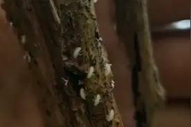 金蝉养殖卵枝采集和保存，学习金蝉养殖一年收入几十万