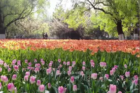西安这里的郁金香总是最好的，你又错过了吗？