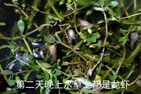 小龙虾水缸里养殖能成活吗？小侯实验放进20只，古法养鱼虾共生视频封面