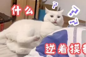 为什么猫咪的毛不能逆着方向摸，看了这个视频，我已经开始惨叫了视频封面