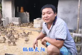 小鸡苗出壳第10天就放出来晒太阳啦！