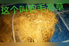 狗毛高草你见过没？简单做法 夏天吃 下火润肺 清热解毒