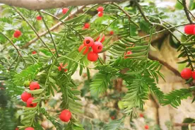 红豆杉被人工种植后，果子竟成了人们嘴里的水果，殊不知此果有毒