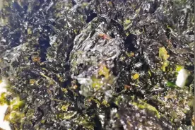 用紫菜制作海苔，把方法分享给大家，口感跟超市里卖的一样酥脆视频封面