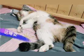 吵醒一只熟睡的猫会有什么后果？喵主子很生气，铲屎官吓坏了！