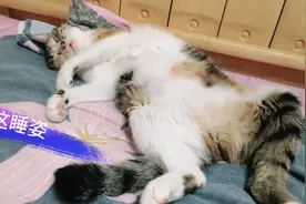 吵醒一只熟睡的猫会有什么后果？喵主子很生气，铲屎官吓坏了！