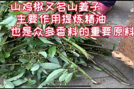 山鸡椒又名山姜子，知道它的作用吗？你们那里都叫什么🤔视频封面