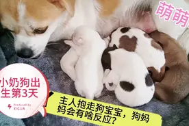 小奶狗出生第3天，主人尝试抱走狗宝宝，狗妈妈会有啥反应？视频封面