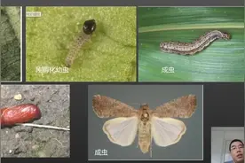 一起认识幺蛾子视频封面