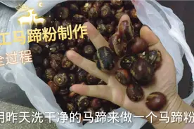 手工马蹄粉制作全过程：大家猜猜10斤新鲜马蹄能出多少粉？