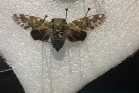 我做的知了标本