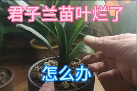 君子兰苗叶烂了，处理它需要怎样，我是这样做的视频封面