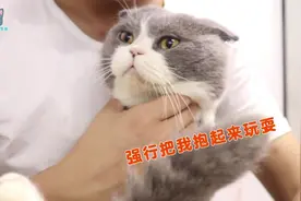 铲屎官和猫咪玩抱猫测试，猫咪满脸写着不情愿！网友：太搞笑了！视频封面