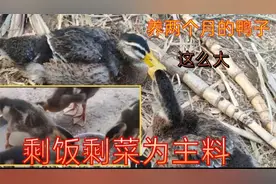 青青家养了两个月的鸭子长这么大，喂剩菜剩饭为主料，伙食不错