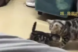 当你不断戳猫咪屁屁，就会得到一只永动喵