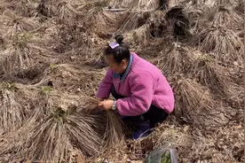 媳妇发现乌拉草，说给我编个草鞋，曾经的东北三宝之一，被人遗忘