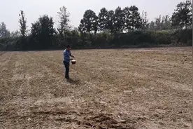 这个小伙是地主啊，有这么多田地。看看这些活你经历过没有？视频封面