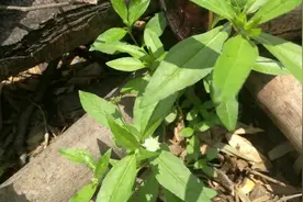 自己动手做“乌发洗发水”吧，这款是家庭版的，用墨旱莲做