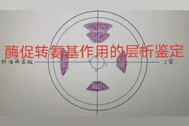 谷丙转氨酶酶促转氨基作用的层析鉴定
