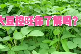 大豆控旺，高产栽培的重要措施，你了解多少？视频封面