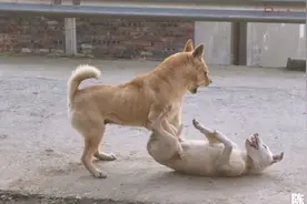 四川农村土狗大黄，标准的中华田园犬，干起架来一点也不含糊