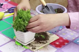 一分钟了解九死还魂草，卷柏换盆超简单，就算是新手也不怕！视频封面