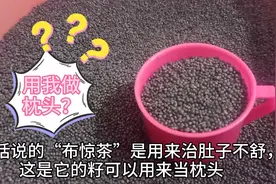 潮汕农村有种叫“布惊米”的籽，澳子拿它用来做枕头，有知道的吗视频封面