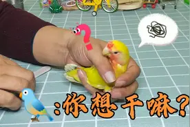 这小黄桃在保暖窝里待久了，喙和爪子都变长，想办法给它修剪一下视频封面