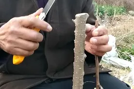 榆树嫁接桃树，用插接法成活率比较高。视频封面