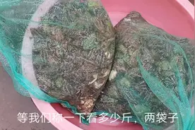 客户突然来电话要100斤青蛙，蛙农小伙身在县城急忙赶回去挖青蛙
