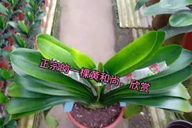 鸿运君子兰系列之黄和尚视频封面