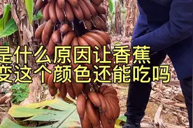 广西红皮香蕉也叫美人蕉，口感呢？很多人见都没见过，更别说吃了视频封面