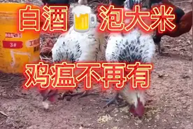 养鸡秘方！花钱买不来！白酒泡大米，鸡瘟去无踪！