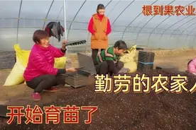 实拍河南农村种玉米，腊月育苗二月栽，五月成熟等你来