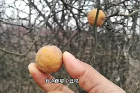 发现疑似橘子近亲的水果，长在全是刺的树上，它到底是什么？视频封面