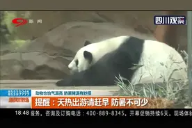 动物也怕气温高，防暑降温有妙招！空调配“国宝”还有竹子和冰糕